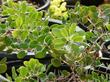 One of the forms of Arctostaphylos rudis, Shagbark manzanita is a groundcover, BUT it is SO slow it will cost a fortune to grow.