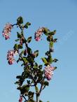 A closeup of the flowering branches of Ribes malvaceum, Chaparral Currant.  - grid24_24