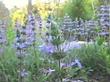 An old photo of Salvia sonomensis, creeping sage as a flat groundcover. - grid24_24