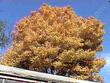 Populus trichocarpa,  Black Cottonwood fall color