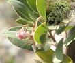 Arctostaohylos glandulosa flower and bush - grid24_24