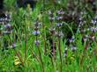 Salvia somonensis Mrs. Beard has nice flowers. - grid24_24