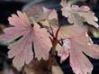 Ribes aureum var. aureum, Golden Currant, with red leaves in the fall of the year, Santa Margarita, California.  - grid24_24