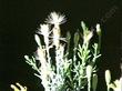 Ericameria brachylepis Boundary Goldenbush