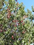 Holly Leaf Cherry fruit - grid24_24