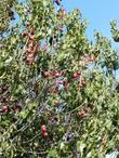 Holly Leaf Cherry fruit