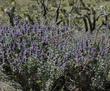 What a pleasant surprise to find amongst the Joshua trees. Salvia dorrii with Yucca brevifolia in the Mojave desert  - grid24_24