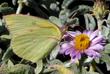 Dogface Butterfly, Zerene eurydice, on Corethrogyne filaginifolia, Silver carpet. This flower will grow well in a container - grid24_24