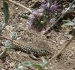 Purple Sage Salvia leucophylla with a lizard
