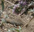 Purple Sage Salvia leucophylla with a lizard - grid24_24