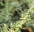 Suaeda californica Seepweed