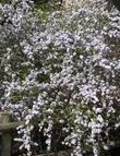 This Coastal buckbrush, Ceanothus ramulosus fascicularis has a lot of fragrance and blue flowers.