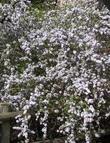 This Coastal buckbrush, Ceanothus ramulosus fascicularis has a lot of fragrance and blue flowers. - grid24_24