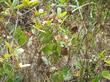 Gaultheria shallon, Salal, is here growing in a tangle with forest companions.