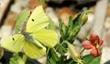 Mimulus cardinalis, Scarlet Monkey Flower, is shown here in an old photo with a Sulfur butterfly. - grid24_24