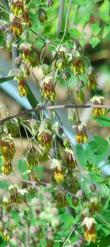 Thalictrum fendleri, Mountain Meadow Rue flowers