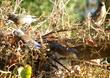 Vitis girdiana, Southern California Grape or Desert Grape with Bluebirds. - grid24_24