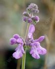 Stachys bullata, Hedge Nettle flower