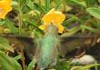 Yes Hummingbirds use yellow monkey flowers. This is an Anna Hummingbird on a Conejo Monkey Flower.