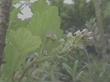 Ribes viscosissimum, Sticky Currant, is a sagebrush currant we grew many years ago. 