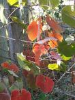 Vitis californica, California Grape with red leaves in fall