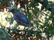 Western Bluebird in a Mahonia nevinii, (syn. Berberis nevinii) Nevin's Barberry.