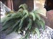 Woodwardia fimbriata Giant Chain Fern
