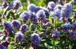 Ceanothus Celestial Blue makes an interesting flower show. - grid24_24