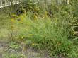 Solidago spathulata, Coast Golden Rod