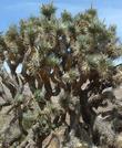 Joshua tree, Yucca brevifolia in it's complex form.