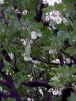 An Anna Hummingbird on Mama Bear manzanita