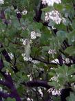 An Anna Hummingbird on Mama Bear manzanita - grid24_24