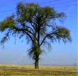 This Quercus lobata,  White Oak, was one of the last remaining individuals  left in Riverdale, California. - grid24_24
