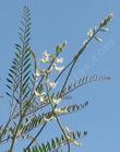 Astragalus trichopodus Southern California Locoweed - grid24_24