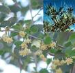 A closeup of the flowers of Cercocarpus betuloides, Mountain Mahogany, with an inset of the plant in fruit. 