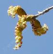 Populus fremontii Carrizo Fremont Cottonwood - grid24_24