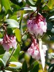 Arctostaphylos pararoensis, Paradise manzanita with a Dogface Butterfly