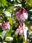 Arctostaphylos pararoensis, Paradise manzanita with a Dogface Butterfly - grid24_24