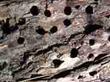 Acorn woodpecker Melanerpes formicivorus holes - grid24_3