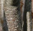 Ptelea crenulata, Hop Tree, bark. Woof.