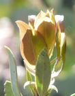 New growth on Arctostaphylos mariposa - grid24_24