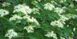 Cornus glabrata, Brown Twig Dogwood flowers - grid24_24