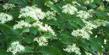 Cornus glabrata, Brown Twig Dogwood flowers