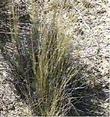 Stipa cernua, Nodding needlegrass is commonly brown - grid24_24