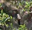 Prunus virginiana melanocarpa, Black chokecherry with California Thrasher