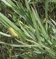 Salix exigua Narrowleaf Willow