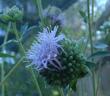 Monardella viridis, Green Monardella flower