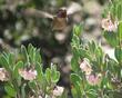 A male Anna's Hummingbird working the flowers of Mexican manzanita.