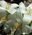 Philadelphus lewisii, Wild Mock Orange,  which is shaped and pruned like a lilac, is shown here in a closeup in our Santa Margarita garden. In inland gardens it needs some shade.
