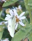 Aster chilensis,  California Aster with Cabbage Butterfly - grid24_24